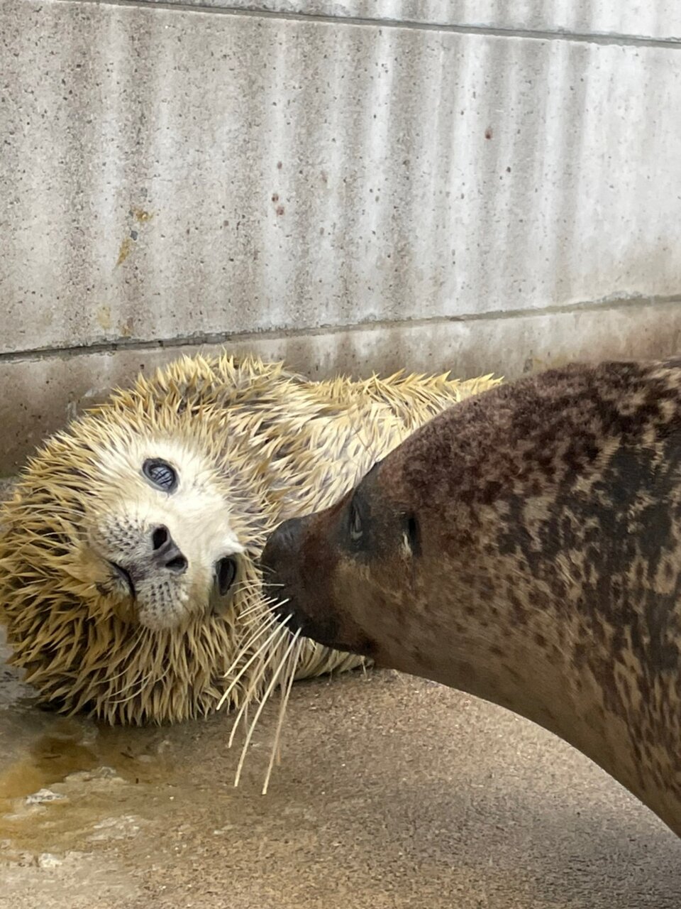 アザラシ♡オムレット もちもちアザラシ！ : 動物園の一日
