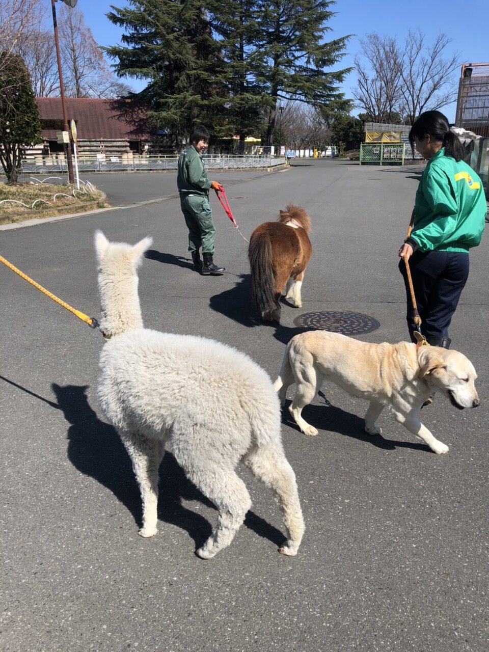 臨時休園の動物たち 動物園の一日