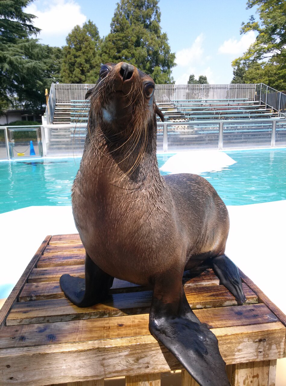 天才オットセイ ムーンちゃん 動物園の一日