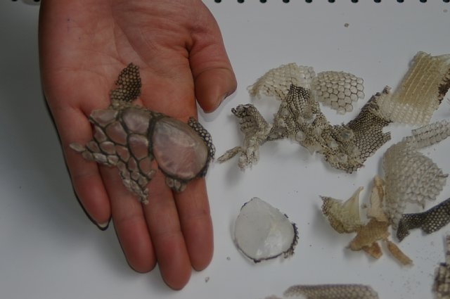 ひと皮むけた感じがするよね 動物園の一日