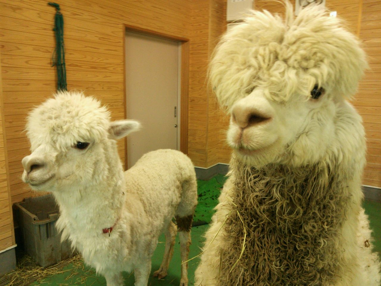 はじめまして 動物園の一日