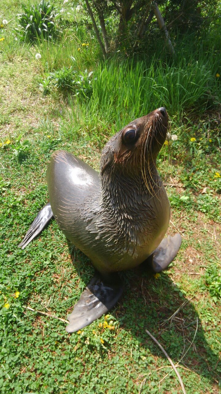ふわふわのオットセイ 天才オットセイ ムーンちゃん : 動物園の一日