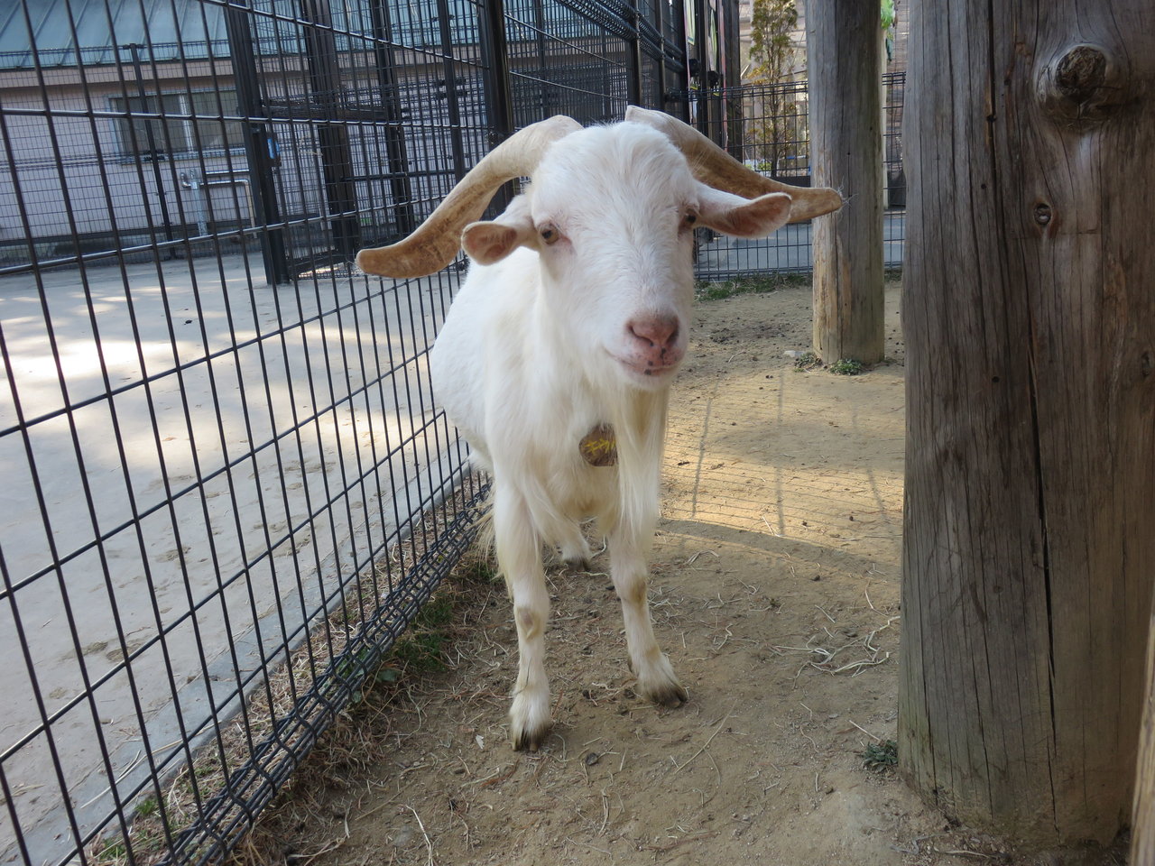ヤギのアスレチック 動物園の一日