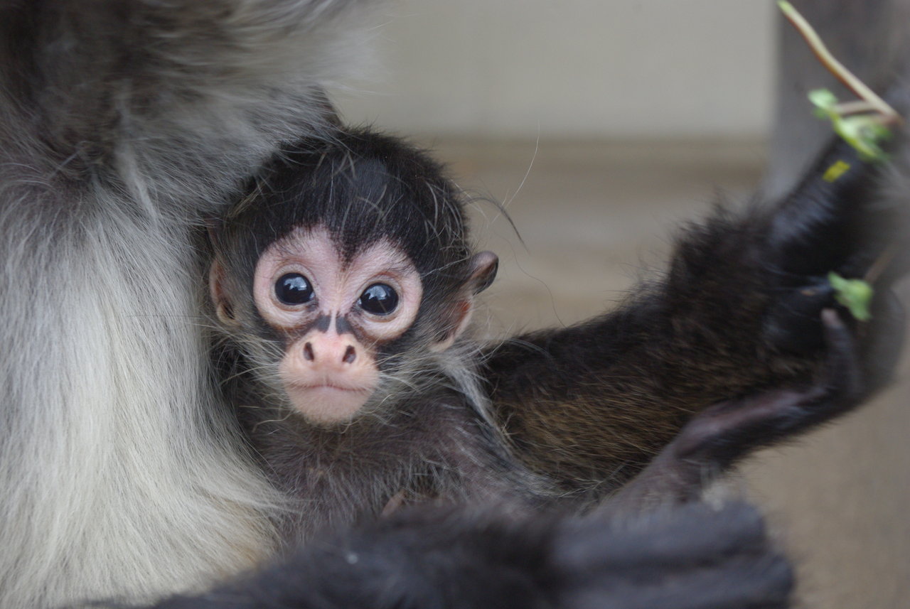 クモザルベビー 動物園の一日
