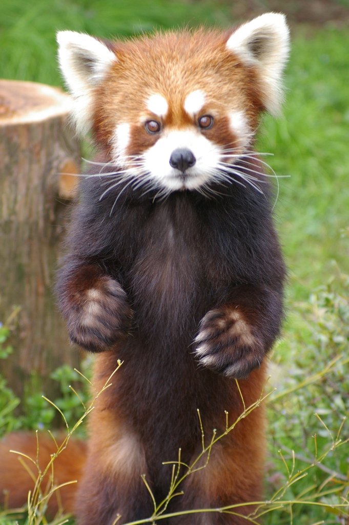 レッサーパンダのココロ 動物園の一日