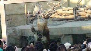 12月③クリスマスライオン