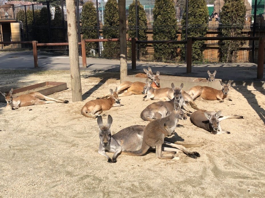 ジャンプの名人 動物園の一日