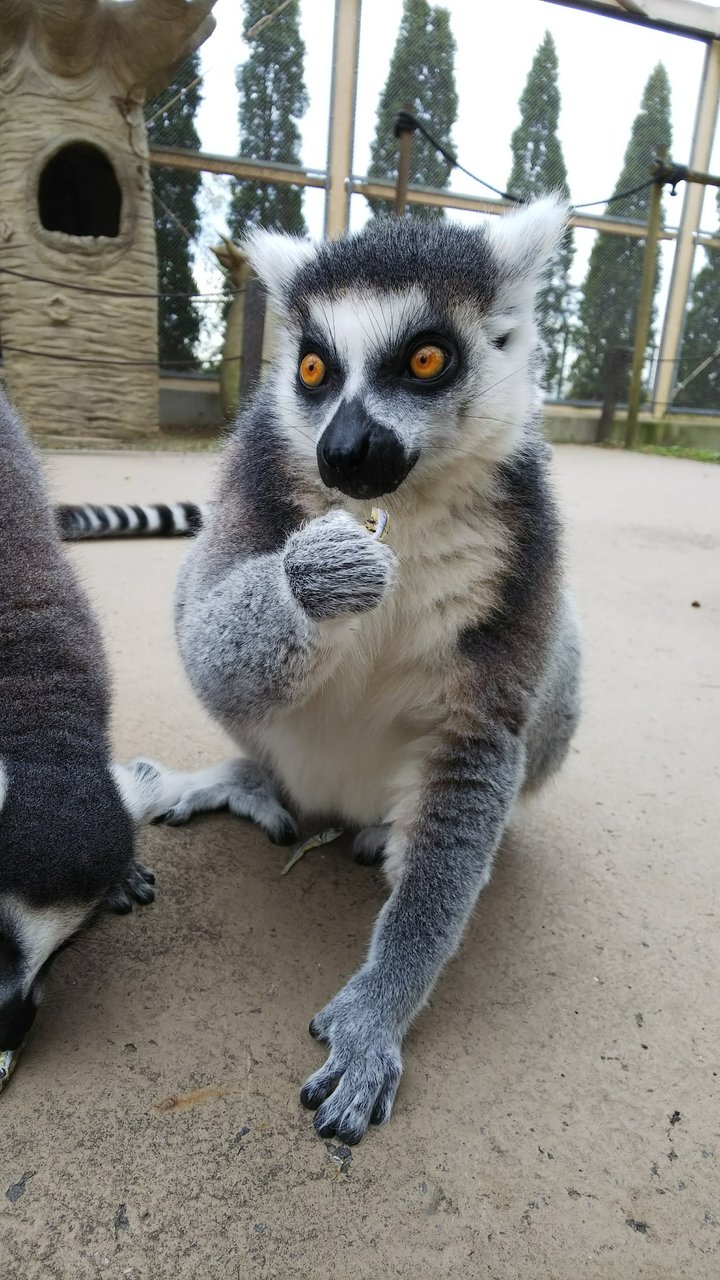 いざマダガスカルへ 動物園の一日