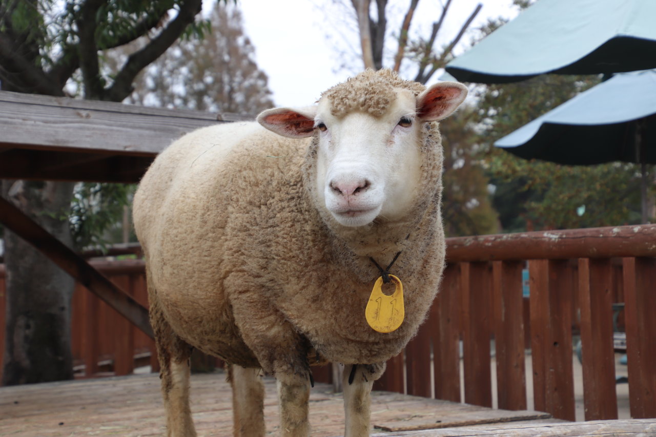 ヒツジの毛刈り 動物園の一日