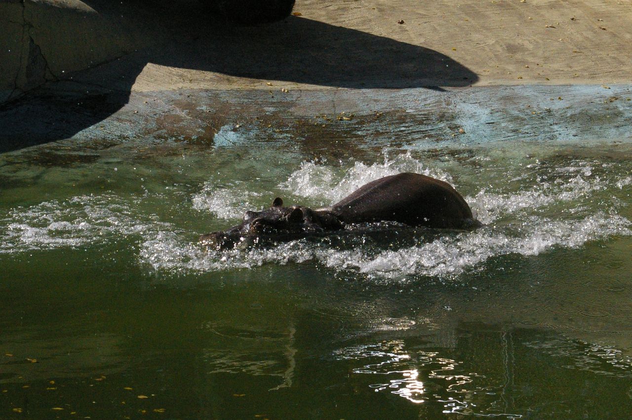 カバ成長記録 その４ 動物園の一日