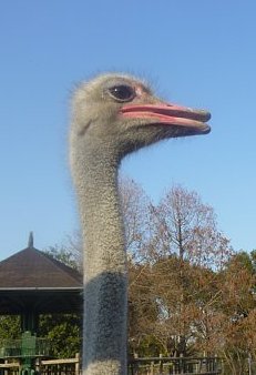 P1010115