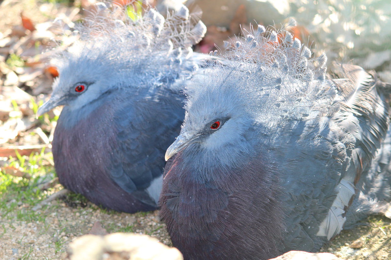 鳥達 動物園の一日 鳥達 動物園の一日