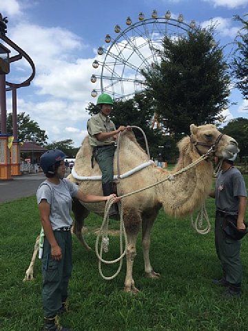 ラクダライドがもうすぐオープンします 動物園の一日 ラクダライドがもうすぐオープンします 動物園の一日