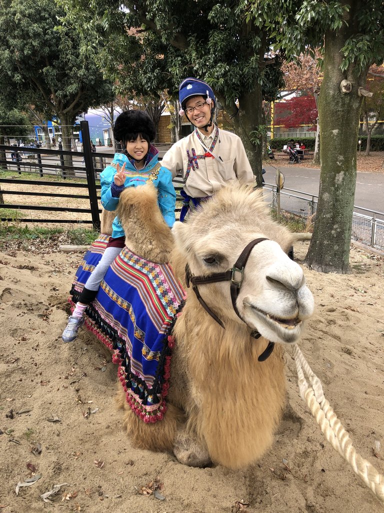 新ラクダイベント ラクダのこぶこぶフォトコーナー 動物園の一日