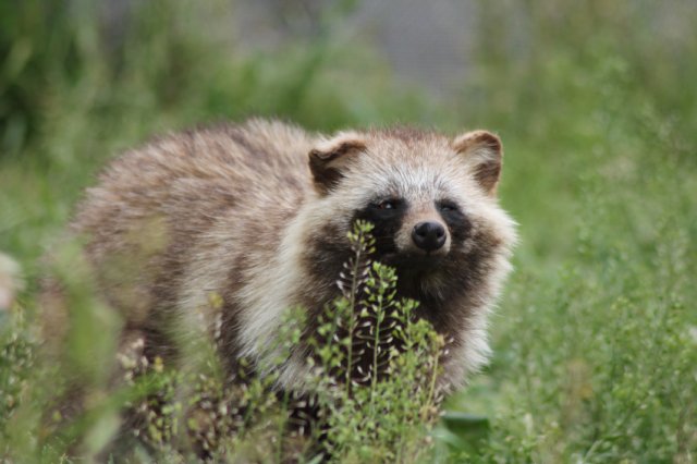 画像 動物 日本の生きもの Animals Of Japan Naver まとめ