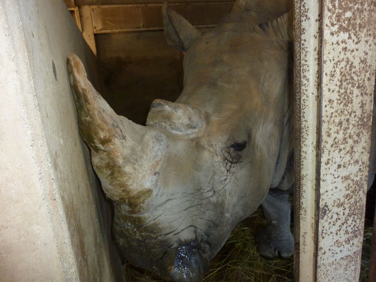 サイさんの見分け方 動物園の一日 サイさんの見分け方 動物園の一日