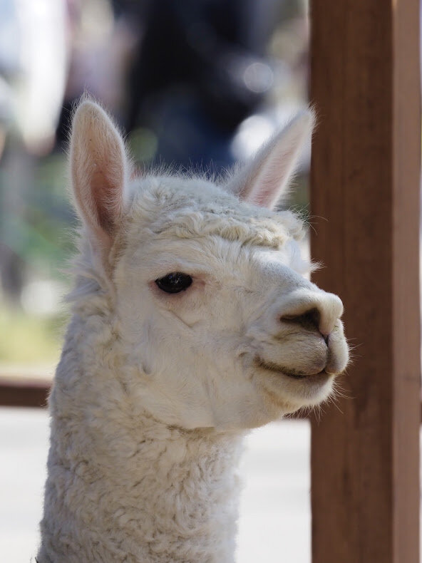 動物園の一日 動物紹介 Livedoor Blog ブログ