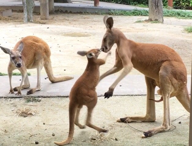 カンガルーの赤ちゃん紹介 動物園の一日 カンガルーの赤ちゃん紹介 動物園の一日