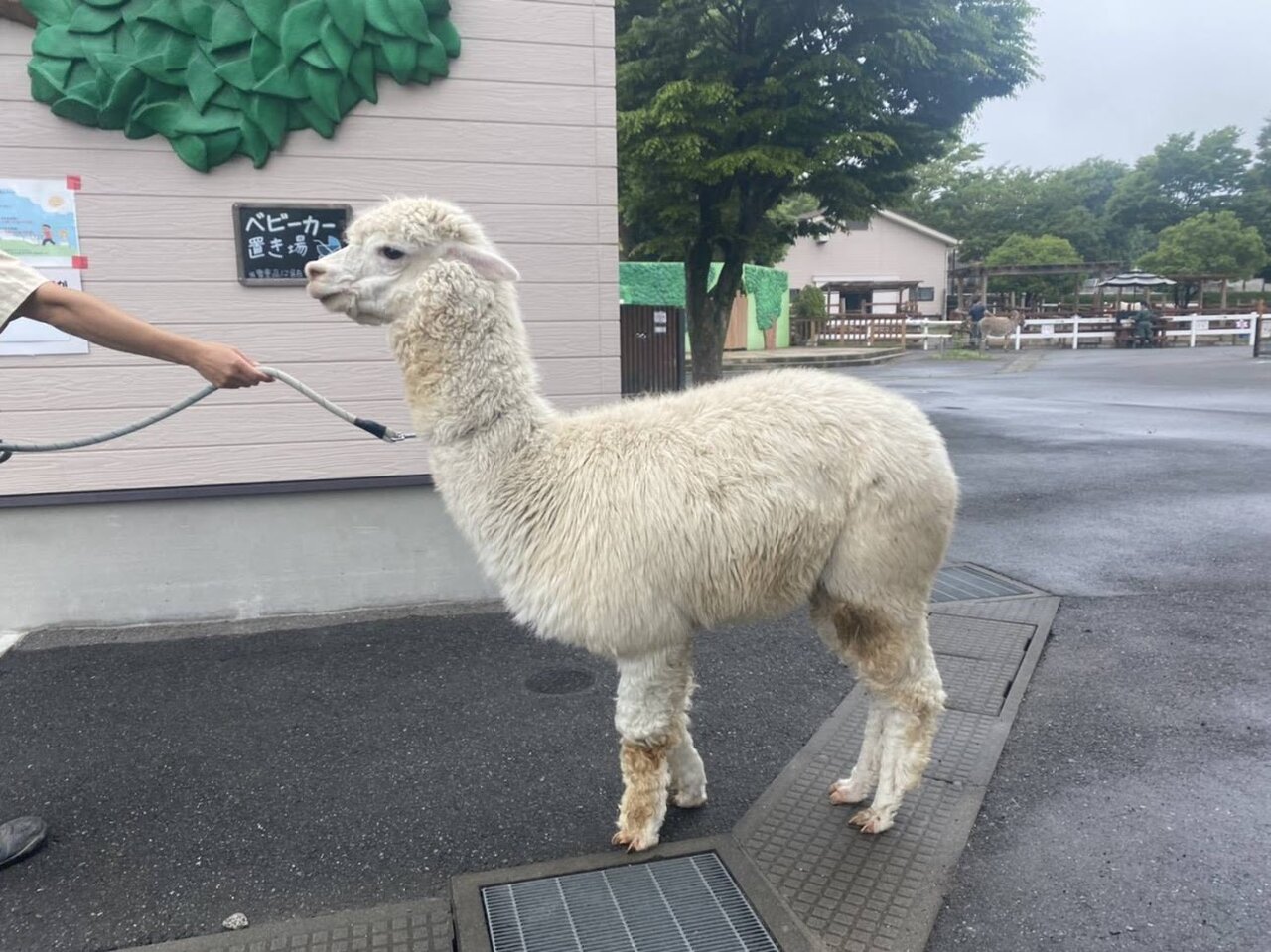 アルパカの衣替え 動物園の一日 アルパカの衣替え 動物園の一日