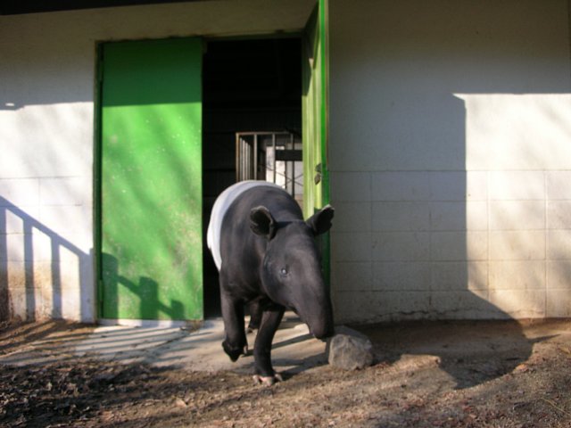 東武バク紹介シリーズ 3回目 ペーター 動物園の一日