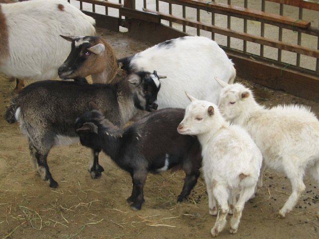 白い双子星 登場 動物園の一日
