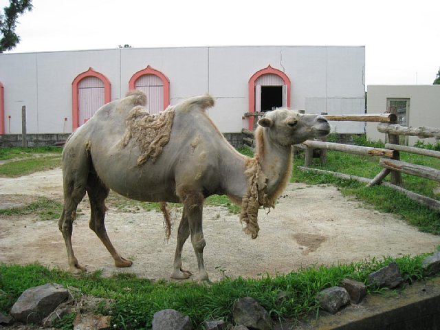ラクダのミヤちゃんと知恵比べ 動物園の一日