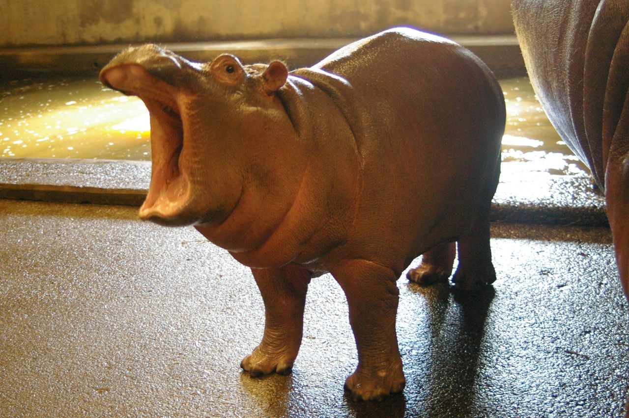 カバ成長記録 その４ 動物園の一日