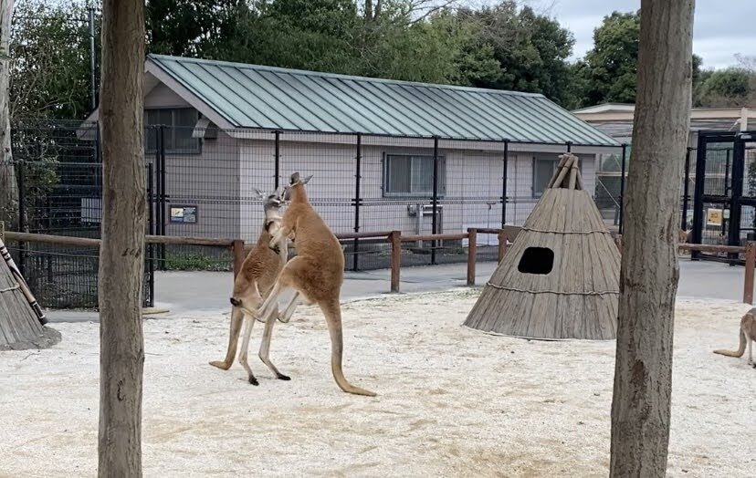 ジャンプの名人 動物園の一日 ジャンプの名人 動物園の一日
