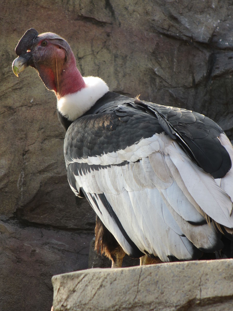 コンドルの顔色 動物園の一日