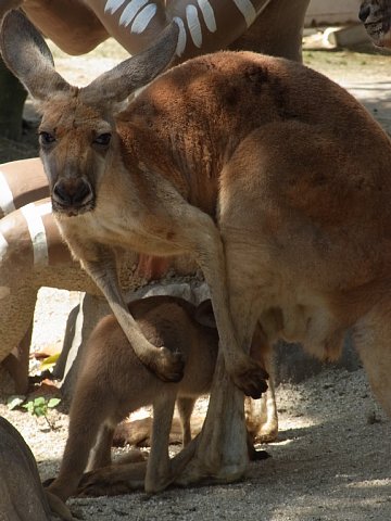 カンガルー誕生 動物園の一日 カンガルー誕生 動物園の一日