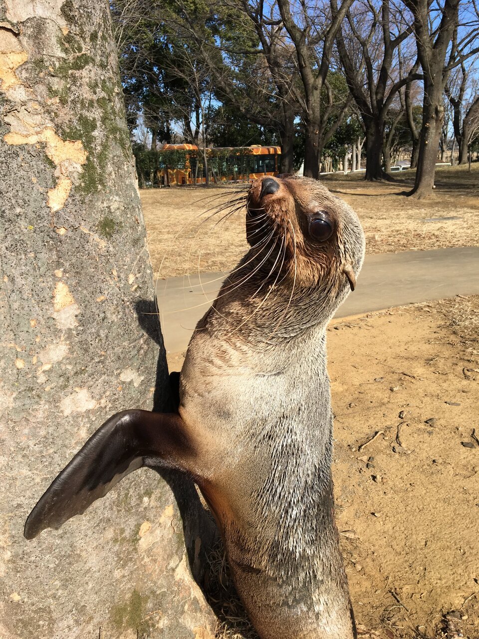 天才オットセイ ムーンちゃん : 動物園の一日