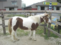 DSCN5568