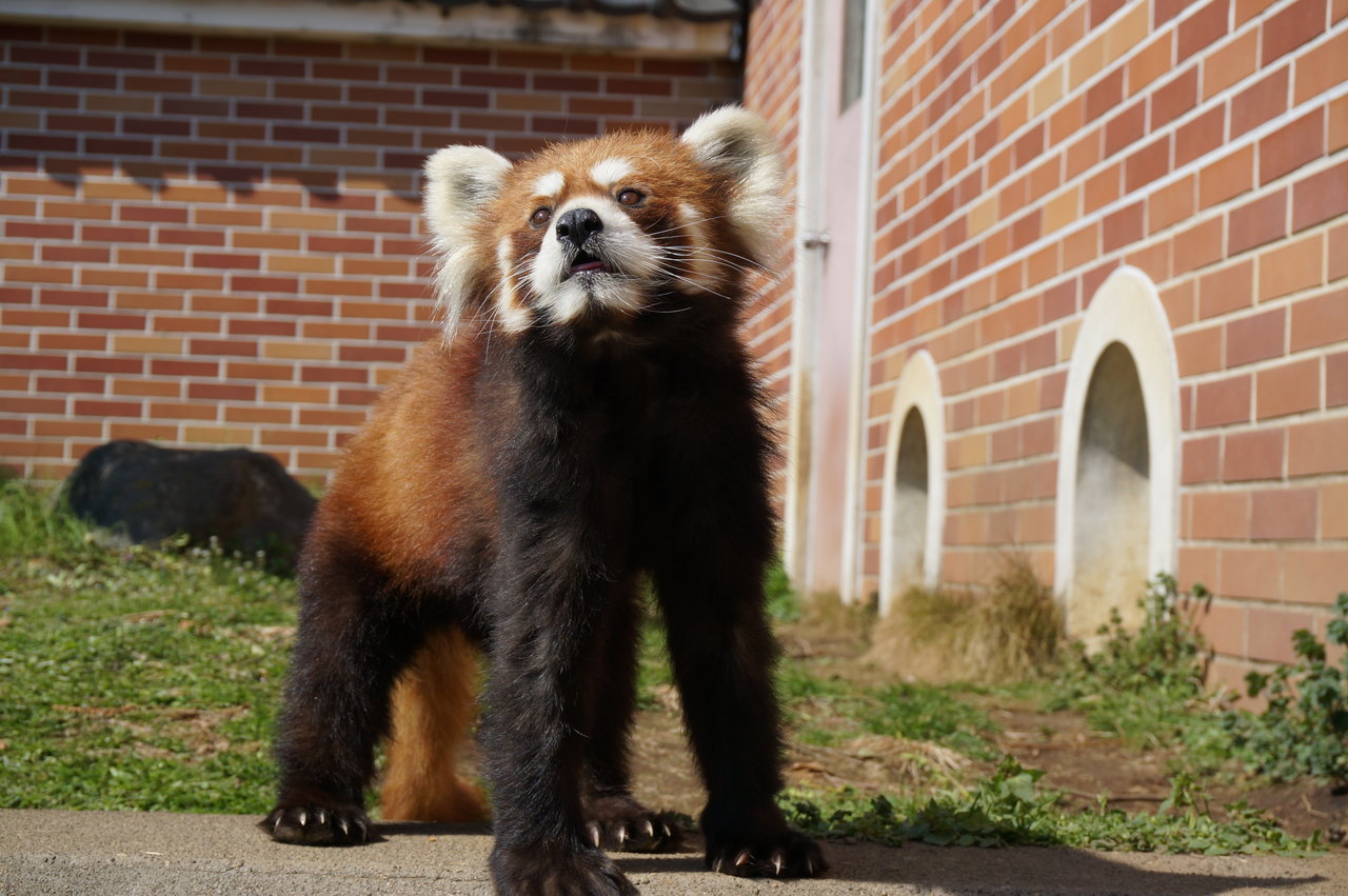 レッサーパンダのココロ 動物園の一日