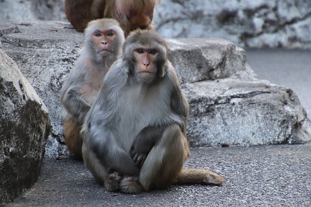 サル山 アカゲザルご紹介 その1 動物園の一日