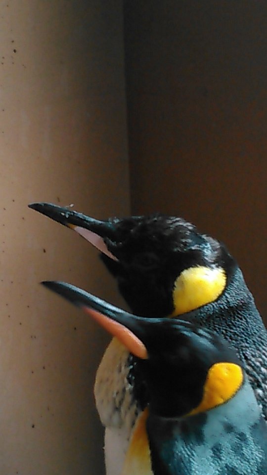 ¼Ì¿¿£