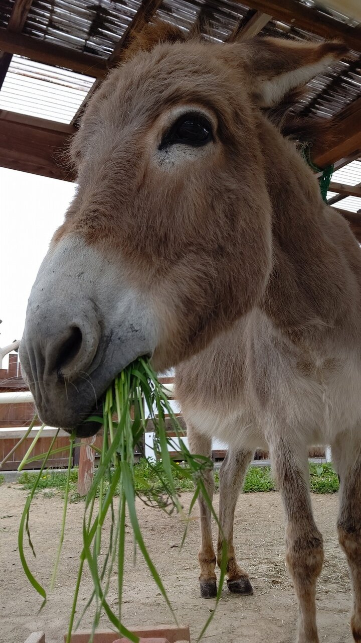 ポニーブログ 動物園の一日