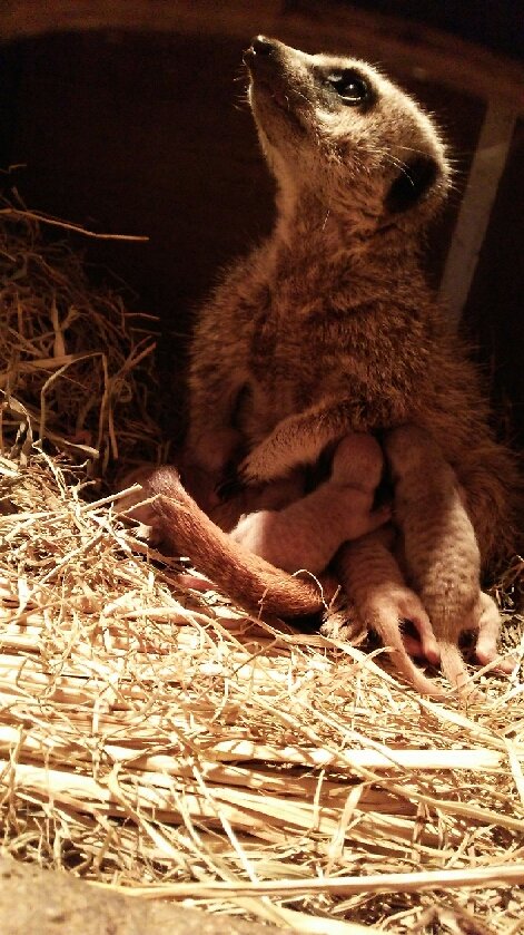 小獣舎でうれしいお知らせ 動物園の一日