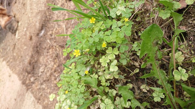 野草 動物園の一日