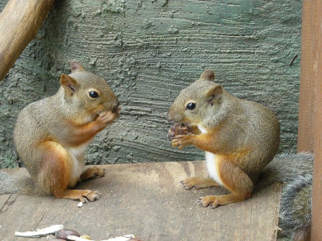 リスさんのどんぐり募金始めました 動物園の一日