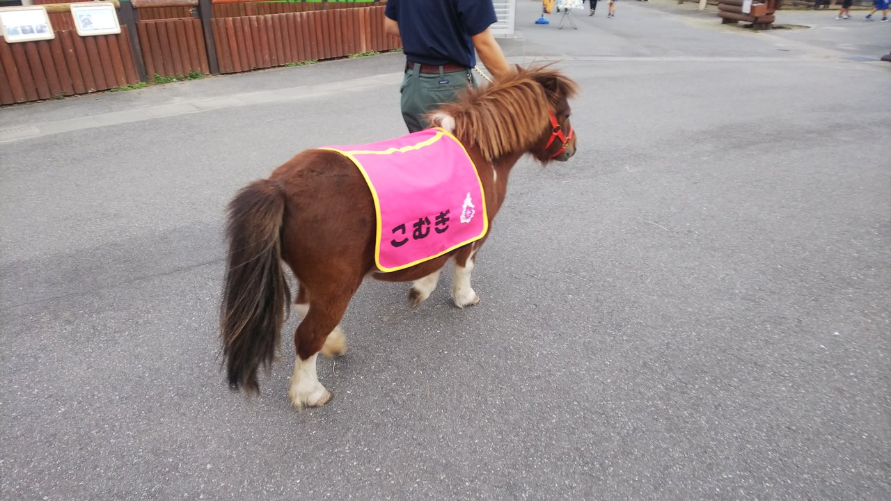 ポニーブログ 動物園の一日