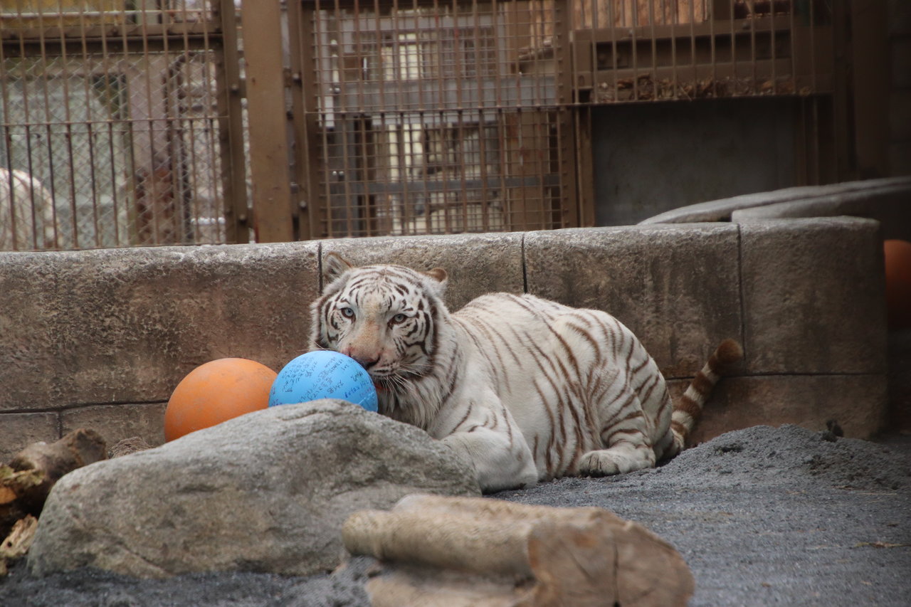 動物園の一日