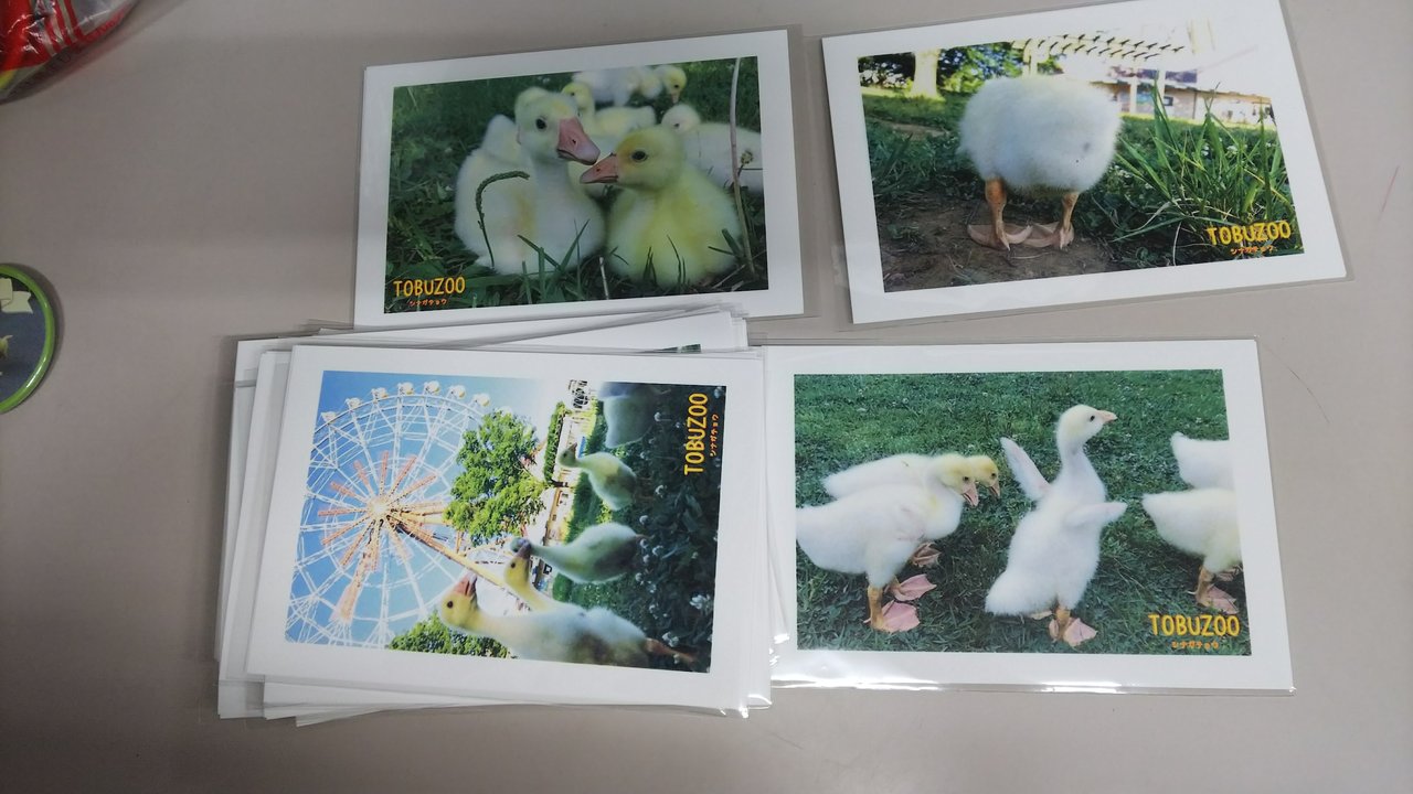 ガチョウのヒナの成長は早い 動物園の一日