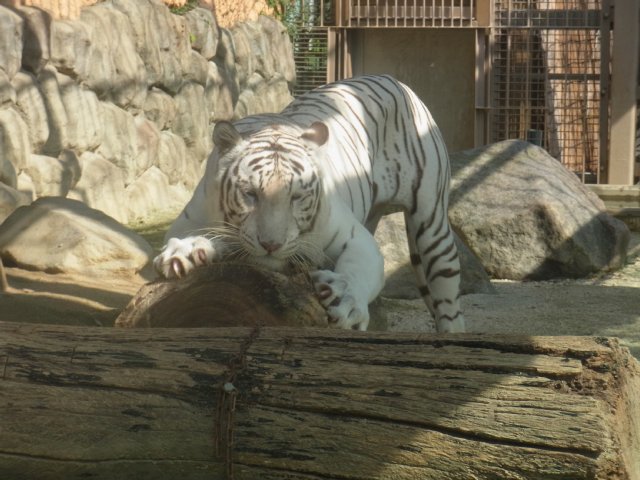 アニマルスクールのお返事 動物園の一日