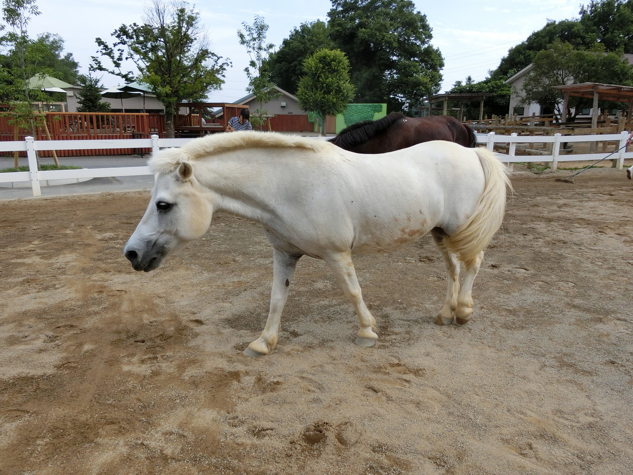 小さな白馬 動物園の一日 小さな白馬 動物園の一日
