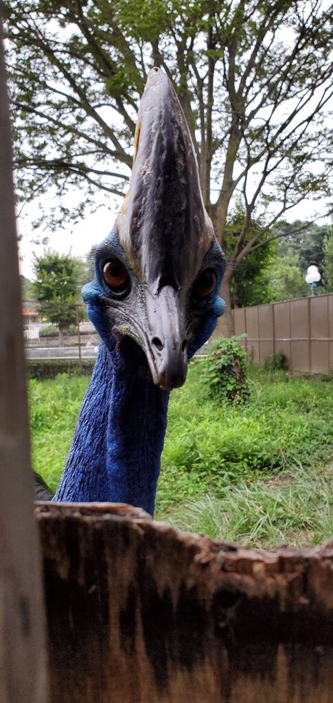 一体誰のごはんでしょうか 動物園の一日