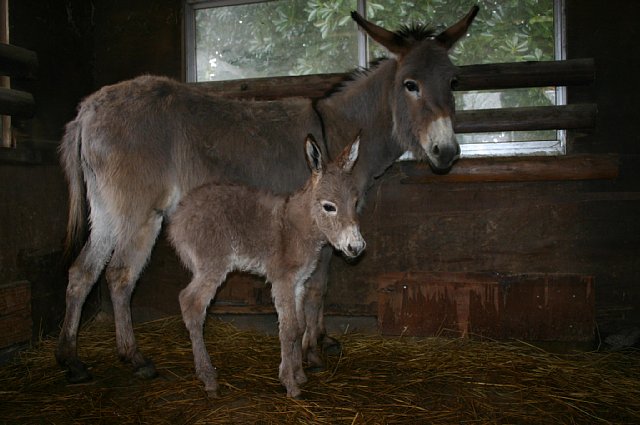 ３月３１日 ロバの赤ちゃんが産まれました 動物園の一日