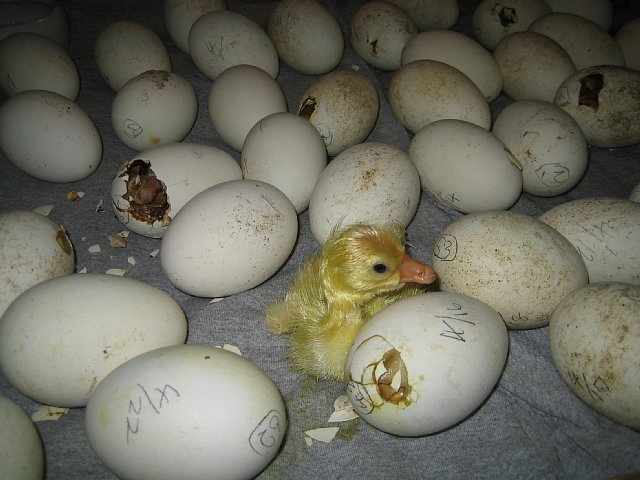 HFMのエッチング　雛　が孵化！ 殻を割って卵から生まれる　孵卵 鶉 HFMのエッチング 雛 が孵化！ 殻を割って卵から生まれる 孵卵 鶉