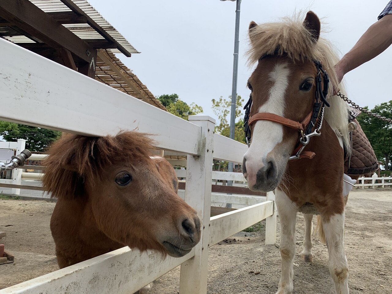 ポニーブログ 動物園の一日