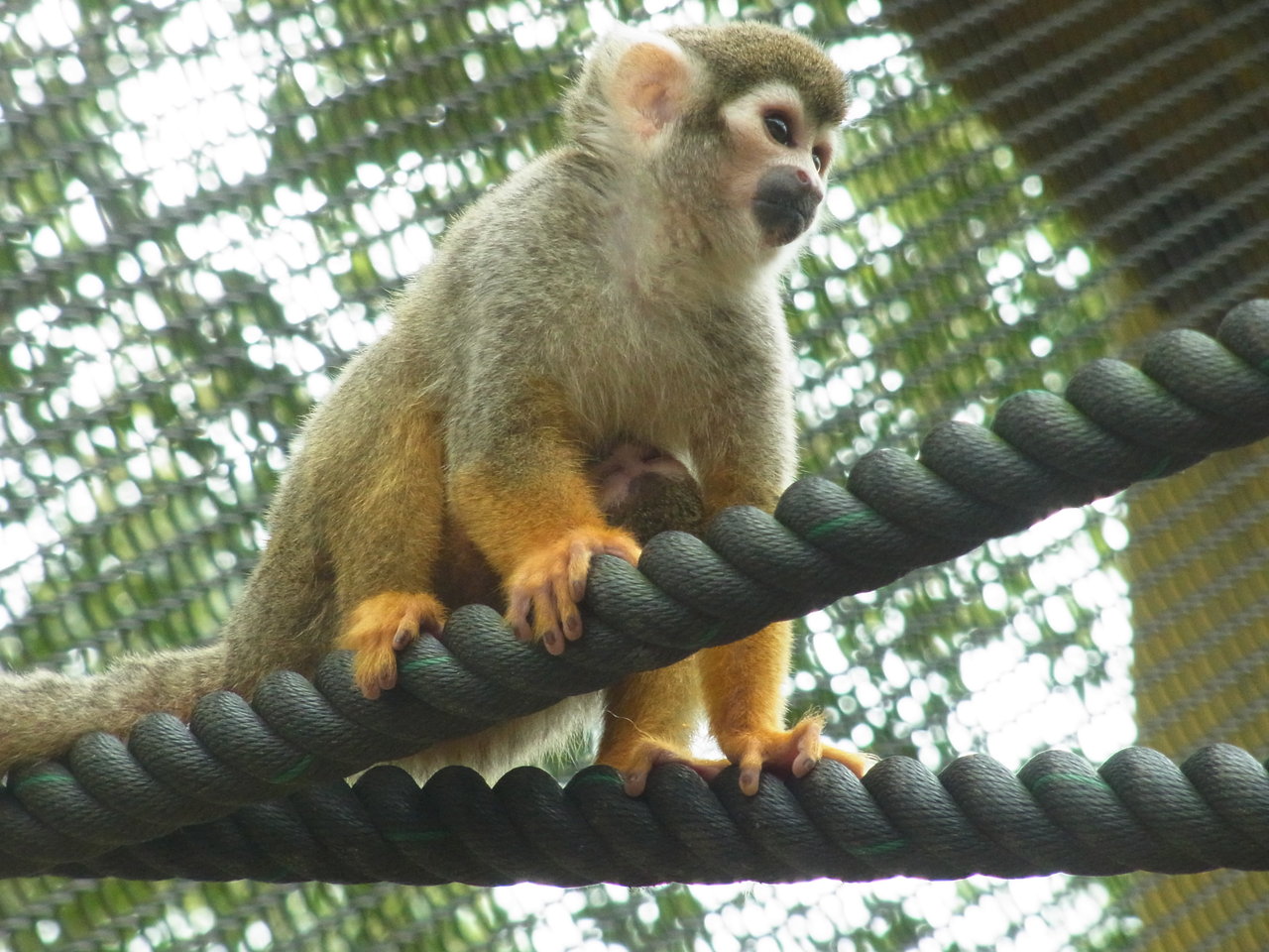 リスザルベビーラッシュ 動物園の一日