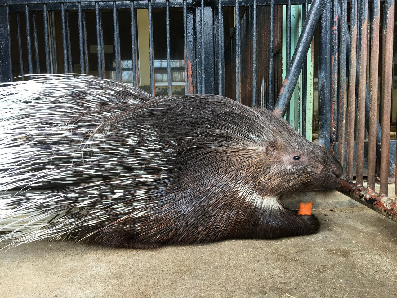 初めまして 動物園の一日